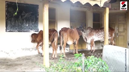 Video: લમ્પી સ્કીન ડીસીઝની સમીક્ષા થશે, સીનીયર સાયન્ટિસ્ટની ટીમ જામનગર પહોંચી