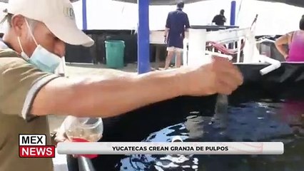 LA DANZA ORIENTAL BUSCA CONVERTIRSE EN ARTE