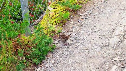 Morsa estrena canal de Youtube, luego de aparecer constantemente durmiendo en embarcaciones