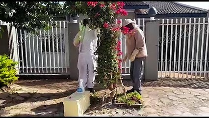 Defesa Civil realiza retirada de abelhas no Bairro Brasília