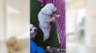 #funniest #animals #videoshorts Videos -#cutest #cats and #crazy #dogs #dancing #2022