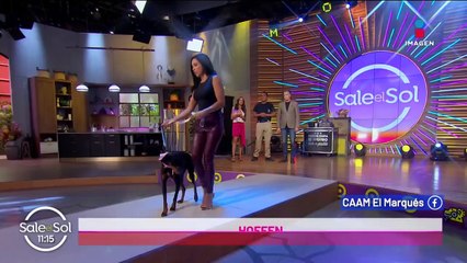 Perritos rescatados por el CAAM vienen al foro para ser adoptados