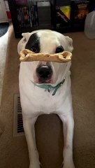 Bella Demonstrates Her Patience