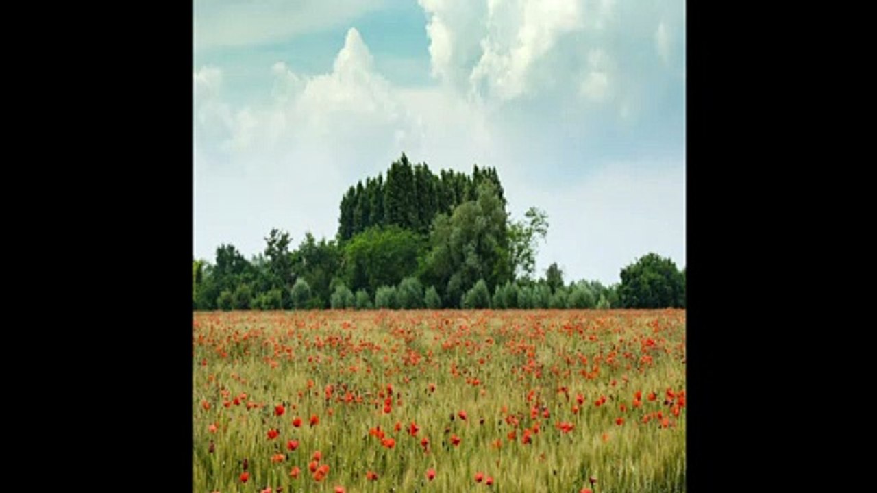 Breve Orchestra: Bwv 5 - Wo Soll Ich Fliehen Hin by Johann Sebastian Bach