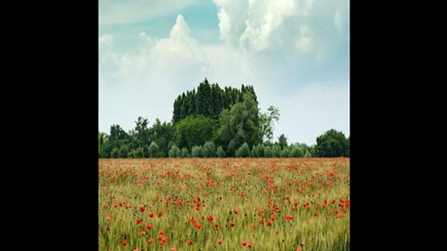 Breve Orchestra: Bwv 7 - Christ Unser Herr Zum Jordan Kam by Johann Sebastian Bach