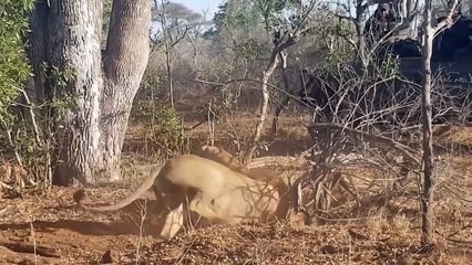 Frightened Mother Warthog Take Down Lion Pride That Hunting and Surrounding Baby - Wild Animals
