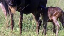 Amazing Newborn Wildebeest Escape From Hyena Hunt, The Power of Mother Animals