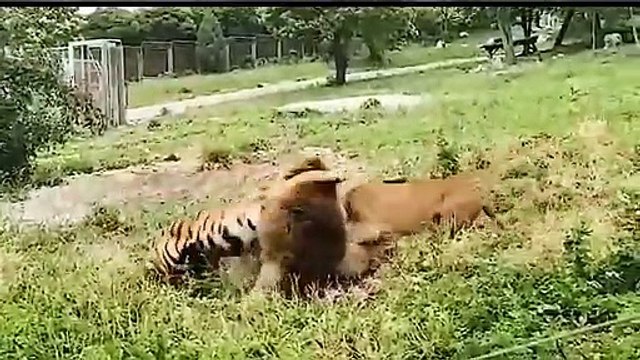 Amazing Wild Animals Hunt - Wild Animal Fights Caught On Camera Lion, Tiger, Wildebeest, Snake
