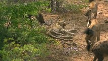 DO NOT PROVOKE GORILLA! Herd Gorilla Save Grant’s Gazelle From Leopard, Hyenas vs Cheetah Hunting