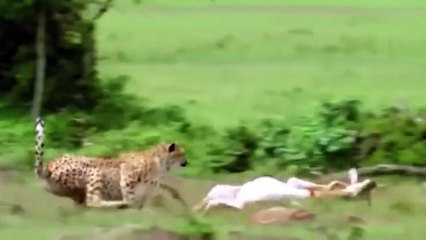 Elephant Of The God! Elephant Herd Rescue Impala From Cheetah Hunting - Elephant vs Cheetah