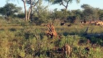 Gorilla Hunt Baby Impala, Mother Impala Too Angry Take Down Gorilla To Save Baby – Cheetah vs Lion