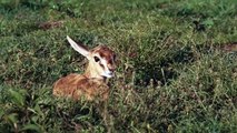 Gorillas Really Want To Rescue The Impala From Leopard, Jackal Hunting  Leopard vs Baboon vs Impala