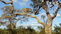 Hero Gorilla Save Impala From Leopard in Kruger National Park    Leopard Ambush Impala On Tall Tree