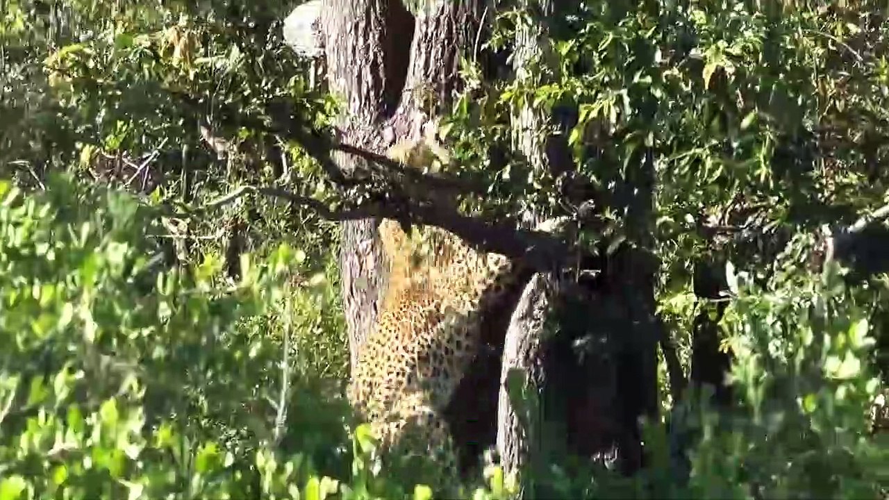 Leopard Hunt Baby Monkey Mother Panic Run Away, Gorilla Herd Come To Hero After Take Down Leopard