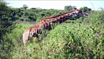 Lion Fail To Control Powerful of Giraffe, Buffalo –Mother Giraffe Protect Her Baby From Lion Hunting