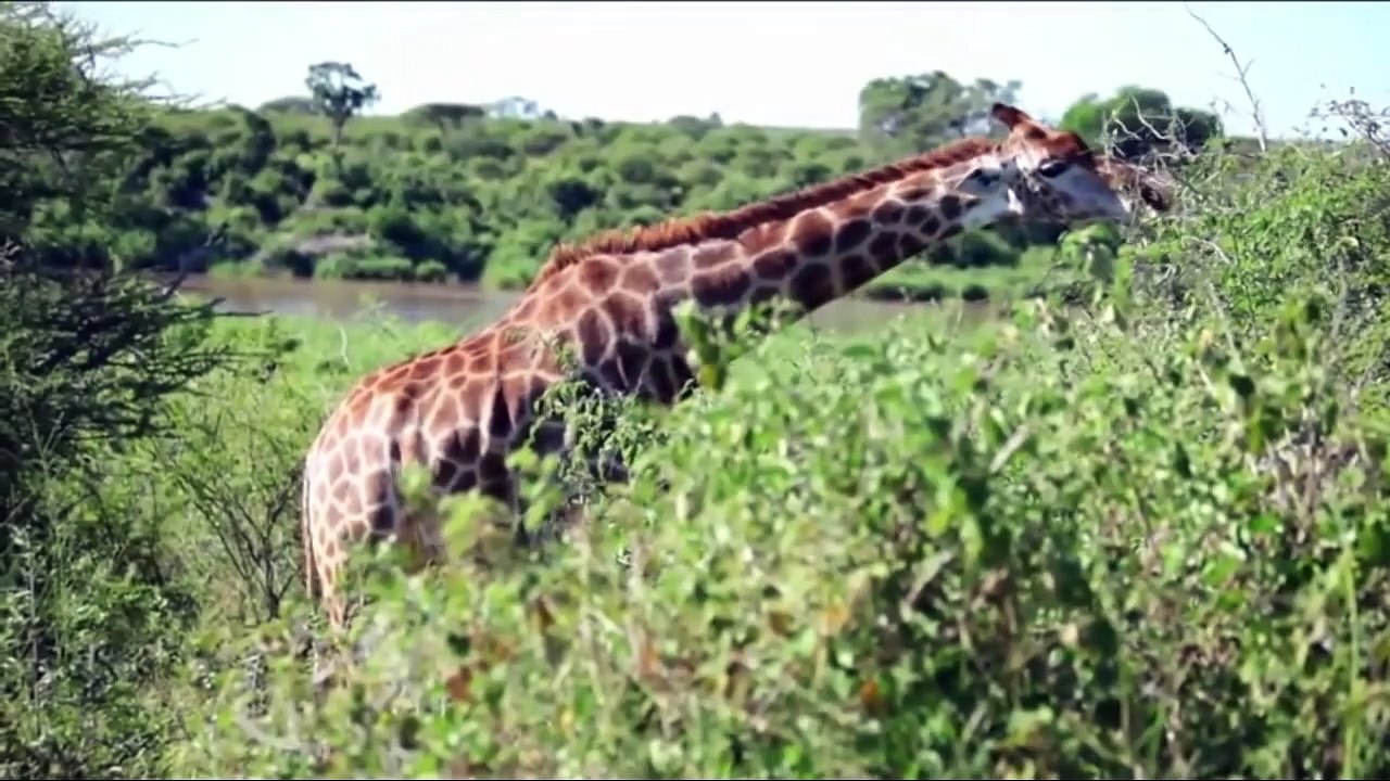 Lion Fail To Control Powerful of Giraffe, Buffa...