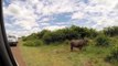 Lion Failed to Control Buffalo - Buffalo Herd Rescue Baby Buffalo From Lion – Wild Dogs vs Zebra