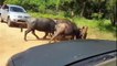 Mother Buffalo Knocked Out Leopard To Save Her Baby   Buffalo's Power is Amazing – Elephant vs Lion