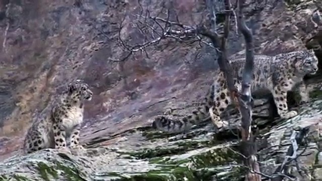 Mother Mountain Goat Protect Her Baby From Snow Leopard Hunting, Animals Hunt Fail