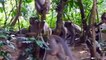 OMG! Baboon Herd Rescue Baby From Python Constricting – Anaconda, Snake, King Cobra vs Meerkat