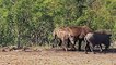 OMG! Knowing Warthog Choose The Simplest Way to Take Down Crocodile, Tiger, Hyena To Save Baby