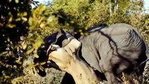 OMG!!! Elephant Bravely Attacks Herd Lion To Rescue His Baby - Elephant vs Wild Dogs, Lion