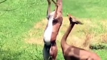 Terrible Power of Impala Horns   Male Lion Save Impala From Wild Dogs – Animals Save Other Animals