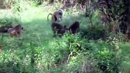 Weird...Gorilla Herd Rescue Impala Success From Leopard Ambush From Tall Tree - Cheetah vs Baboon