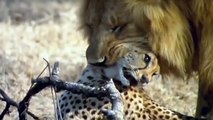 Three Cheetah vs Male Lion   Cheetah Chase Lion Cubs and Male Lion Came The Save, Warthog vs Leopard