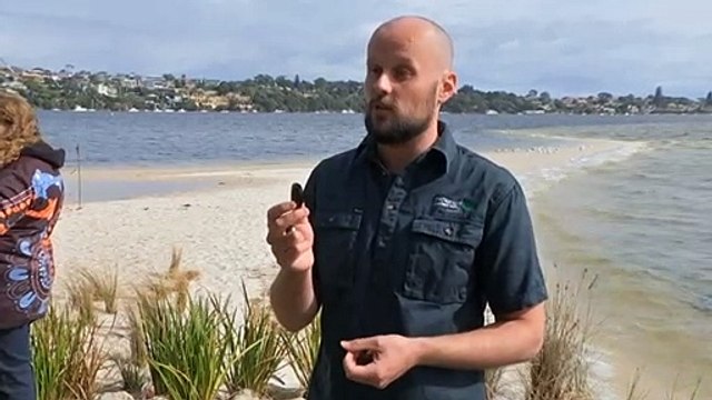 Mussels reintroduced into Perth's Swan River to improve waterway
