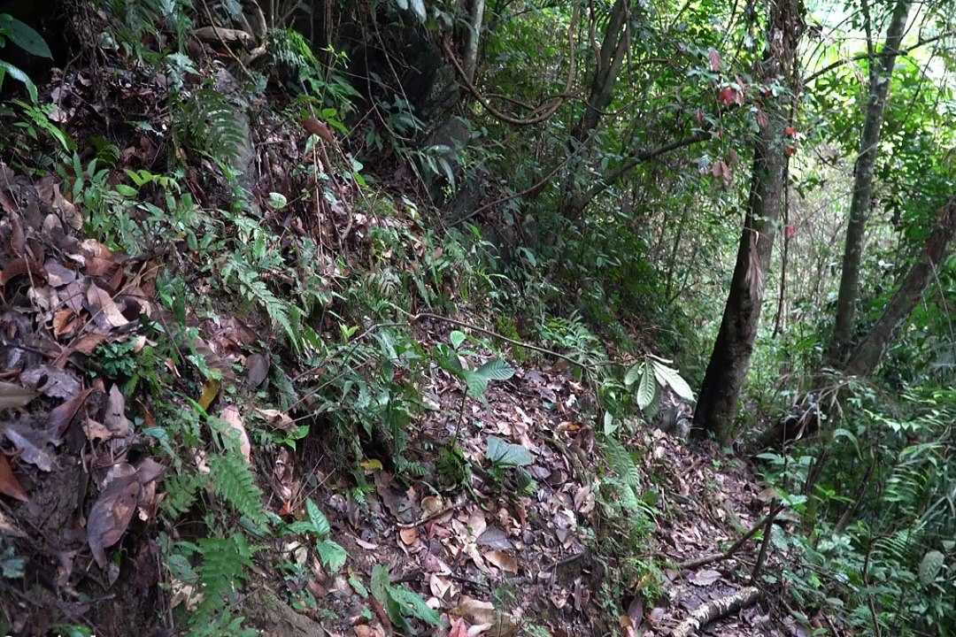 Building Warm Survival Shelter In The Stone Cave, a kitchen, Catch Coconut worm and Cook