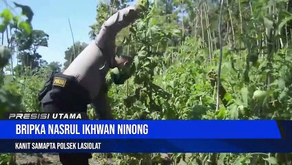 Manfaatkan Lahan Tidur Setengah Hektare, Polisi di perbatasan RI-RDTL Ini Kembangkan Tanaman Tomat