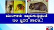 ಉಡುಪಿಯಲ್ಲಿ 85 ಜನರಲ್ಲಿ ಇಲಿಜ್ವರದ ಲಕ್ಷಣ | Udupi | Rat Fever | Public TV