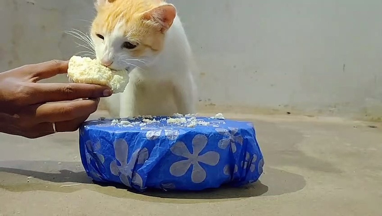 Little Cat Birthday