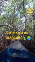 5 datos que demuestran la importancia de los manglares