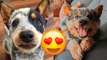 Australian Cattle Dog - Cute And Hilarious Videos And Tik Toks Compilation