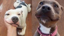 Awwww Pitbulls are the best ❤ | Funny and Cute Pitbull will make your day #1