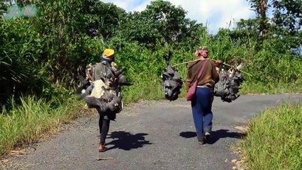 Cắt Amur & Vấn Nạn Bị Người Dân Săn Bắt Hàng Loạt Khi Di Cư Bầy Đàn