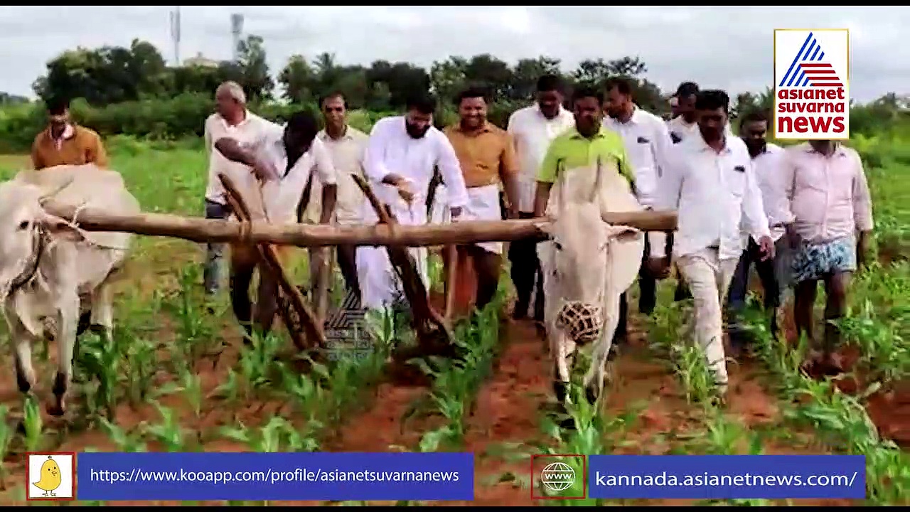 ರಾಜಕಾರಣಕ್ಕೂ ಸೈ, ರೈತನಾಗೋಕು ಸೈ! ಗದ್ದೆಯಲ್ಲಿ ಮೆಕ್ಕೆಜೋಳದ ಕುಂಟೆ ಹೊಡೆದ ಸಿ ಟಿ ರವಿ