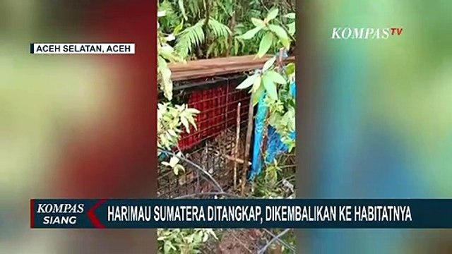 Tim BKSDA Pasang Box Trap Tangkap Harimau Sumatera yang Berkeliaran di Permukiman Warga