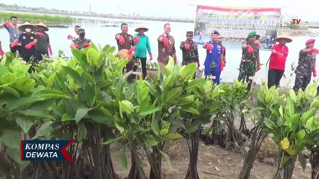 Tanam Ribuan Mangrove, Peringati Hari Mangrove Sedunia