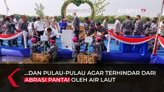 Peringati Hari Mangrove Sedunia, TNI AL Tanam Jutaan Bibit Mangrove Serentak se-Indonesia