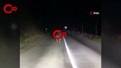 Kemaliye’de boz ayı yola indi