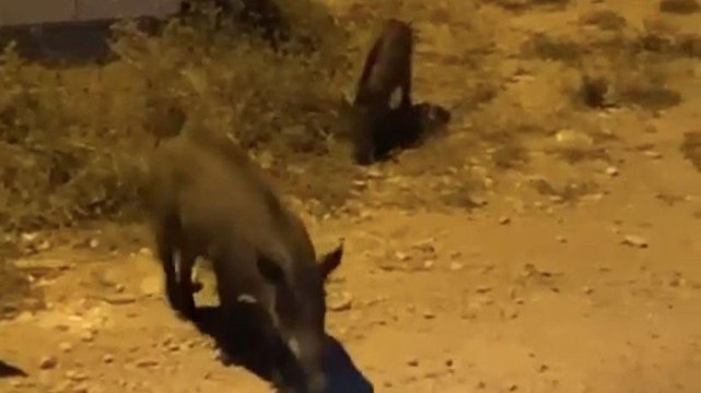 Bursa'da aç kalan domuzlar şehir merkezine indi