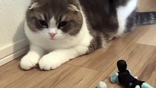 Baby Cats - Cute and Funny Cat Videos Compilation | Aww Animals | Pat Videos