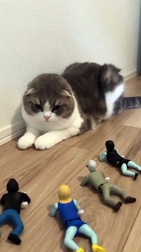 Baby Cats - Cute and Funny Cat Videos Compilation | Aww Animals | Pat Videos