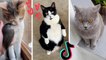 Funny Cats of TikTok Compilation - Cutest Kittens TIK TOK