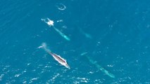 Identificados hasta 99 ejemplares de ballenas en el mar Mediterráneo