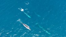 Identificados hasta 99 ejemplares de ballenas en el mar Mediterráneo