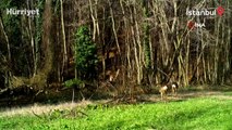 İstanbul'da yaban hayatı fotokapanla görüntüledi